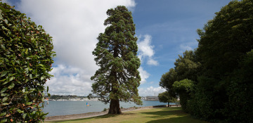 Cedar Tree Removal Our Process, WA