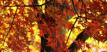 Our Process Red & Sugar Maple Tree Removal