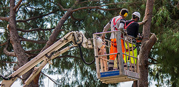 Tree Service Become A Partner, HI