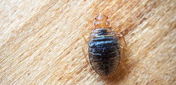 Anchorage Bed Bug Treatment
