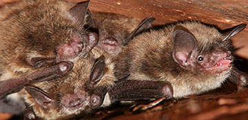 Kenai Peninsula County Bird & Bat Control