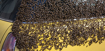 Santa Cruz County Bee Removal