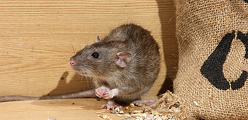 Merced County Rodent Control