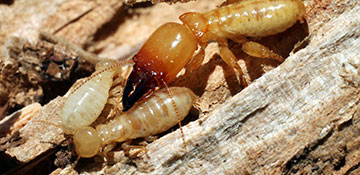 Termite Control St. Johns County, FL