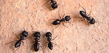 Jasper County Ant Control