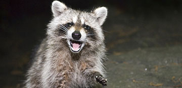 Animal & Wildlife Control Lancaster County, PA