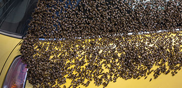 Lancaster County Bee Removal