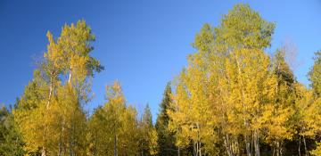 Quaking Aspen Tree Removal Fairbanks North Star County, AK