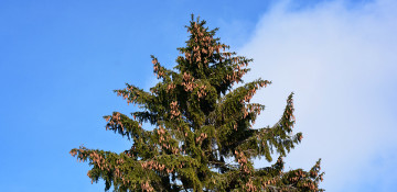 Spruce Tree Removal Copyright Notice, AK