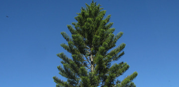 Saint Clair County Pine Tree Removal