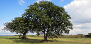 Covington County Walnut Tree Removal