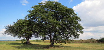 Coffee County Walnut Tree Removal