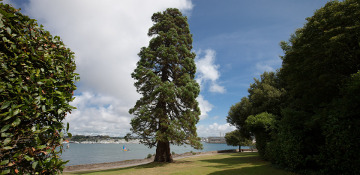 Santa Cruz County Cedar Tree Removal