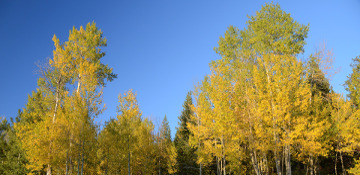 Quaking Aspen Tree Removal Butte County, CA