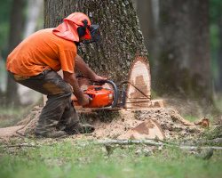 Tree Removal in About Aptera