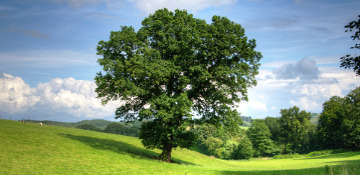 Clare County Oak Tree Removal