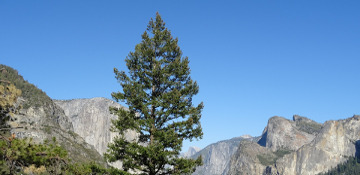 Orange County Balsam & Douglas Fir Tree Removal