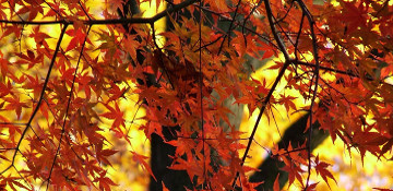 Become A Partner Red & Sugar Maple Tree Removal