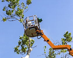 Tree Service in Our Process