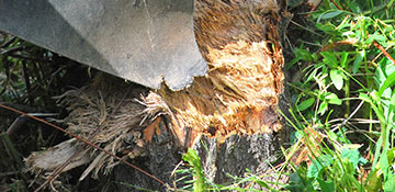Our Process Stump Grinding