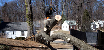 Calhoun County Tree Removal