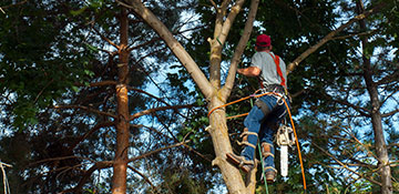 Tree Trimming Monterey County, CA