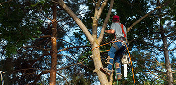 Tree Trimming About Aptera, CO