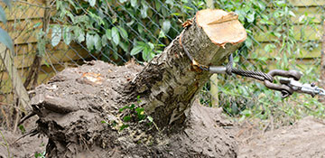 Pasco County Tree Stump Removal