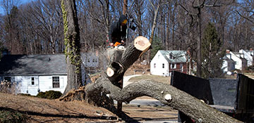 Tree Removal Dubois County, IN