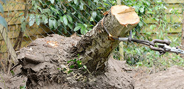 Ouachita Tree Stump Removal