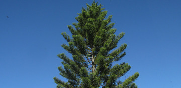 Hawaii County Pine Tree Removal